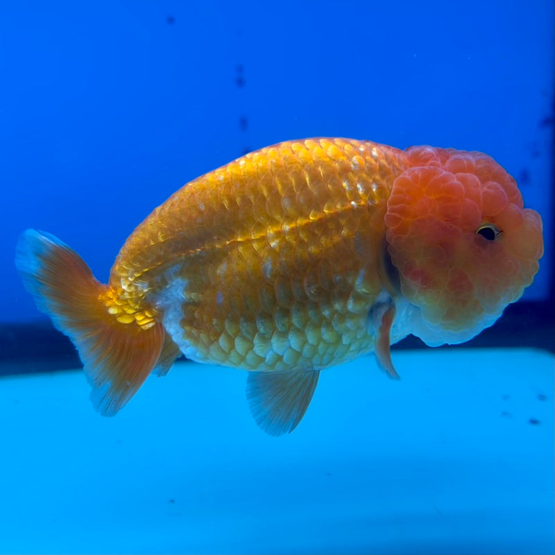Thai Ranchu Red/White 3.5” Body Female(CK-1126)R1B05