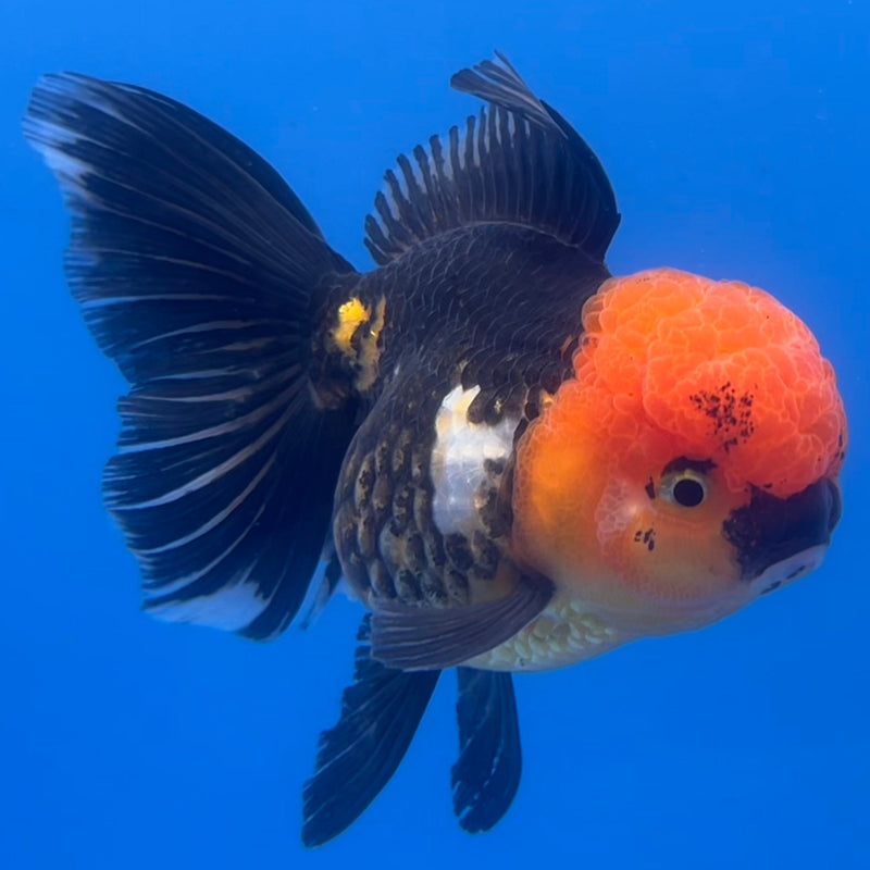 Thai Oranda Apache 3” Body Female(CK-671)R1B08
