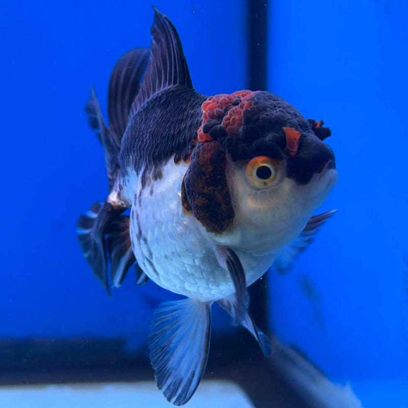 Thai Tri-Color Oranda 3“Body Female (JCD-120)R4B10