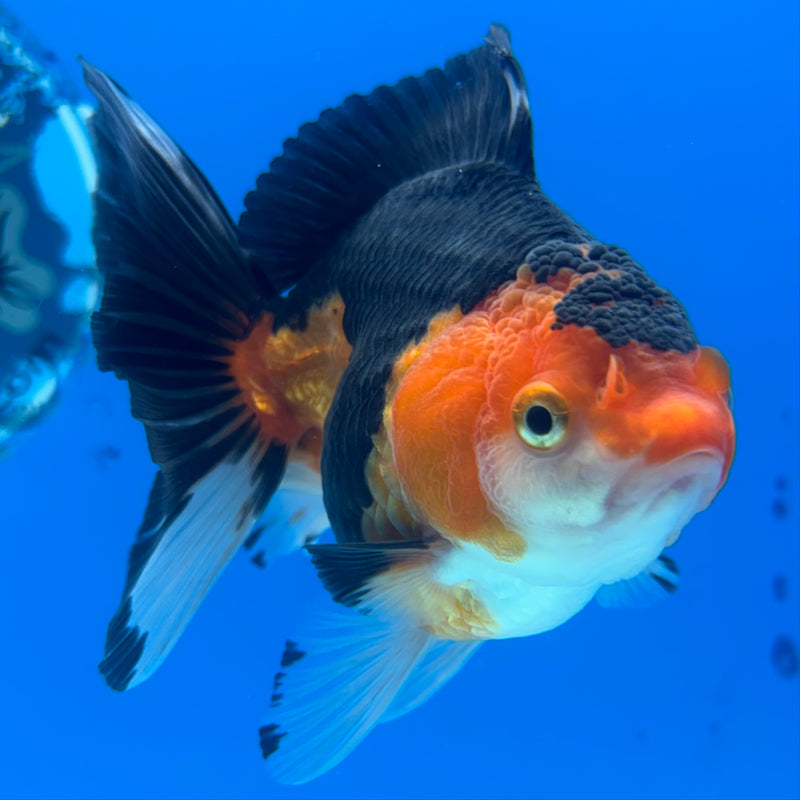 Thai Oranda NOK Apache 3.5” Body Female(NOK-CK-1190)R3B14