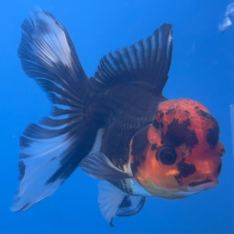Thai Oranda Apache 3” Body Female(CK-705)R1A05