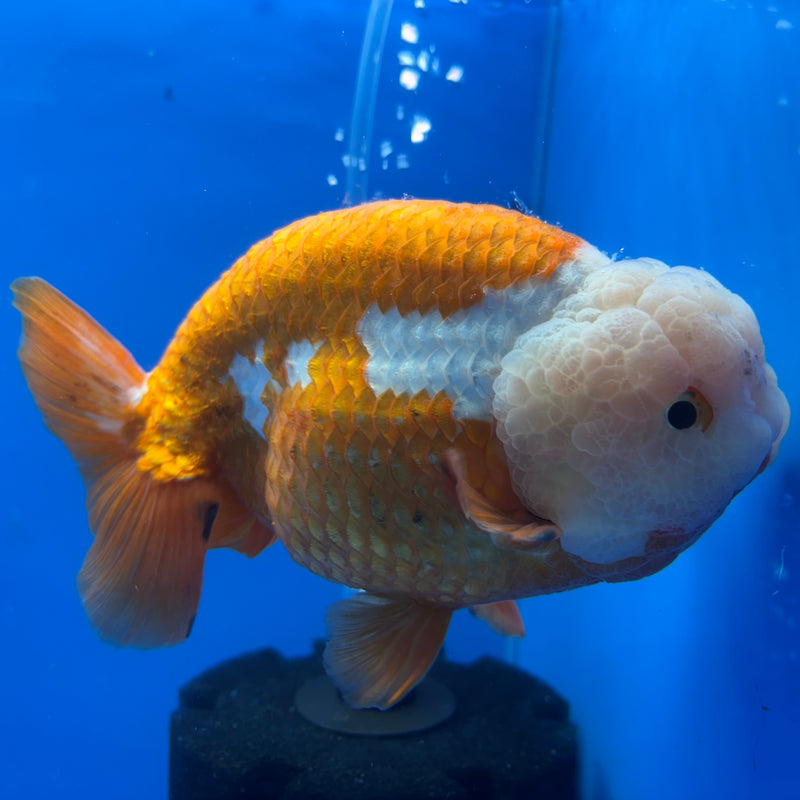 Thai Ranchu Lionchu Super Jumbo Red/White 6” Body Male(CK-764)SHOWTANK