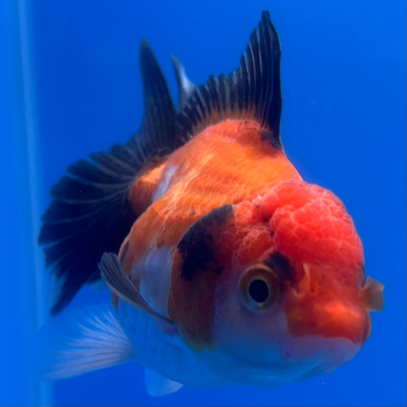 Thai Oranda Apache 2.5” Body Female(CK-1244)R3B10