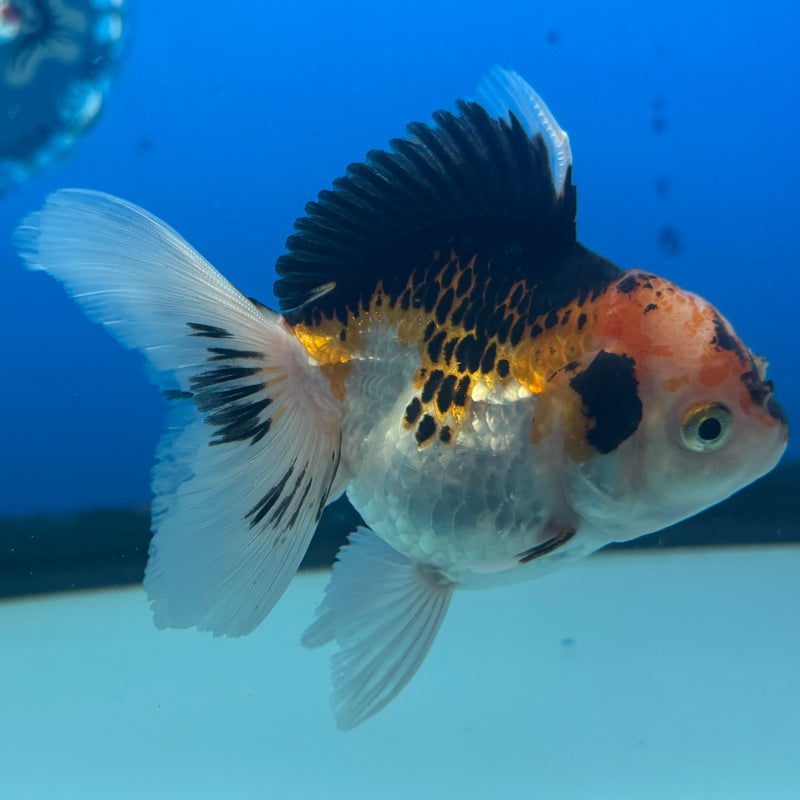 Thai Oranda Apache 2.5” Body Female(CK-903)R3B14
