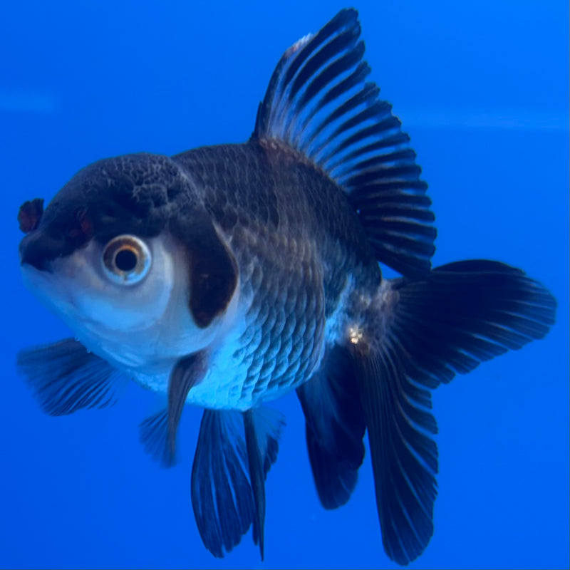 Thai Oranda Panda 2.5” Body Male(CK-1301)R3B16