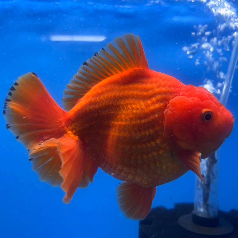 Thai Oranda Full Red 4” Body Male(CK-1442)BLUETUB2