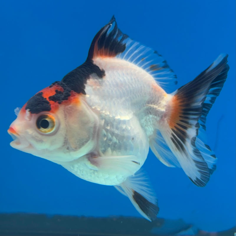 Thai Oranda NOK Tri-Color 2.5” Body Female(NOK-CK-1187)R3B14