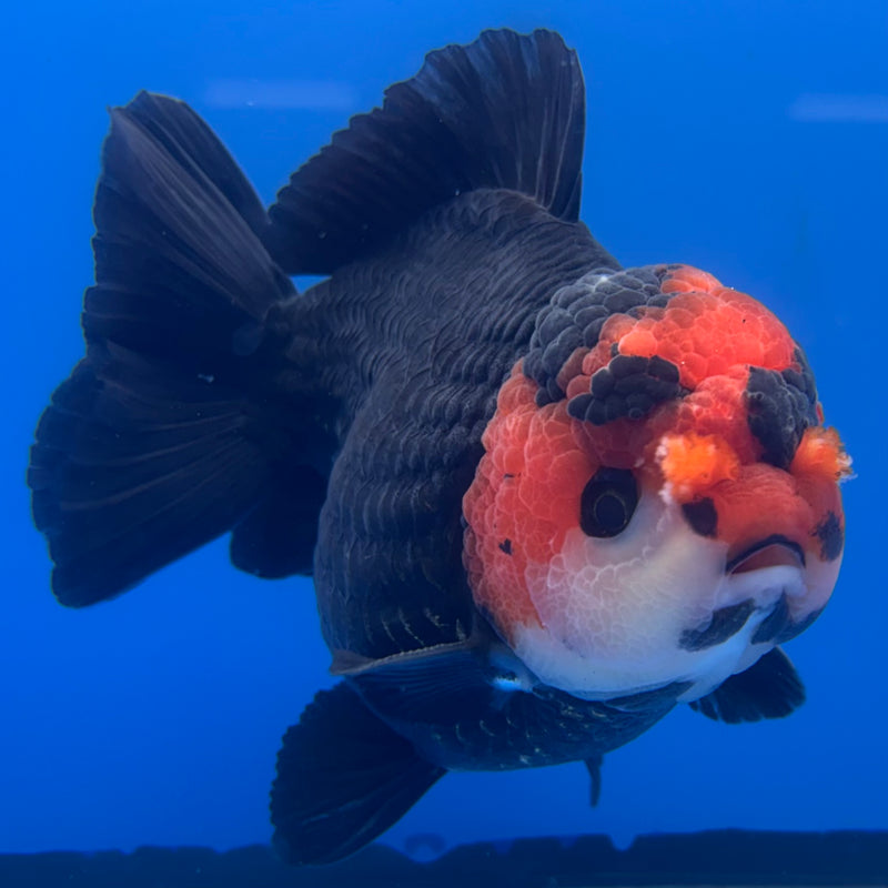 Thai Premium Oranda Yuanbao Black Body Red Cap 4” Body Male(CK-766)R1BlueTub4
