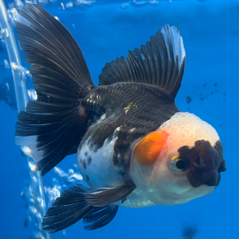 Thai Oranda Blushing Panda 3.5” Body Female(CK-920)R1BLUETUB4