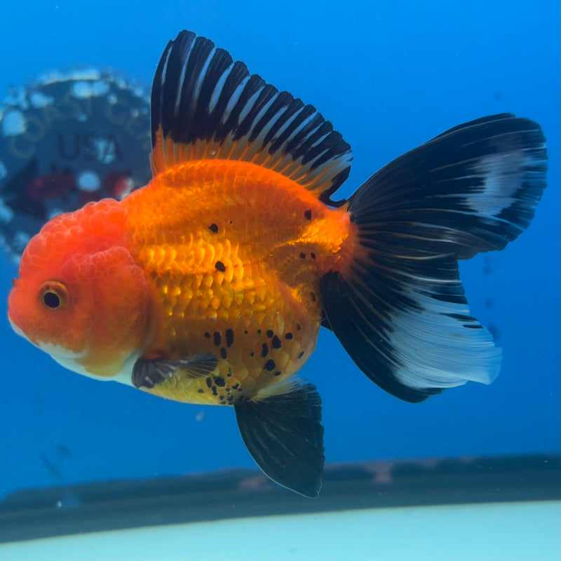 Thai Oranda Apache 3” Body Female(CK-1415)R3A12