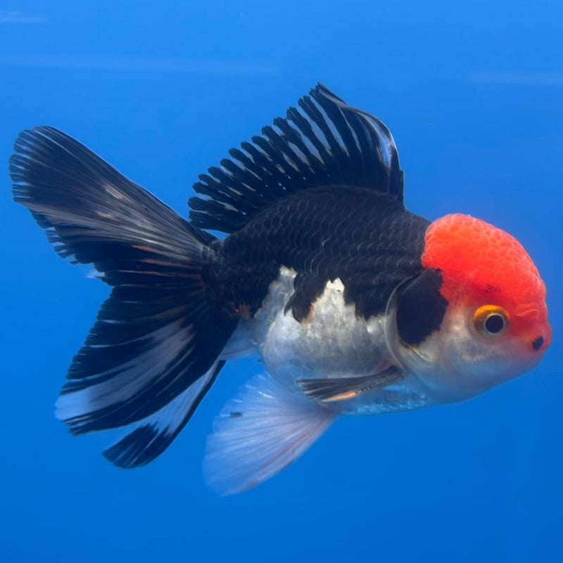 Thai Oranda Tri-Color 2.5” Body Male(CK-670)R1B08