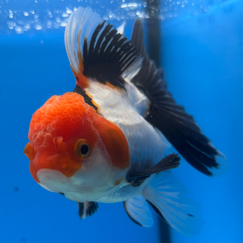 Thai Oranda Apache 3.5” Body Female(CK-909)R1BLUETUB4