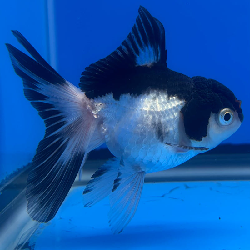 Thai Oranda Panda 2.5” Body Male(CK-1242)R3B10