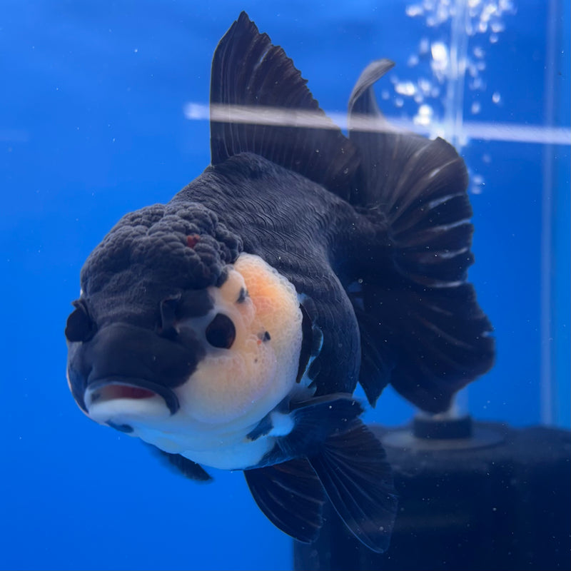 Thai Oranda JUMBO Panda 4” Body Female(QGF-CK-1328)BLUETUB1