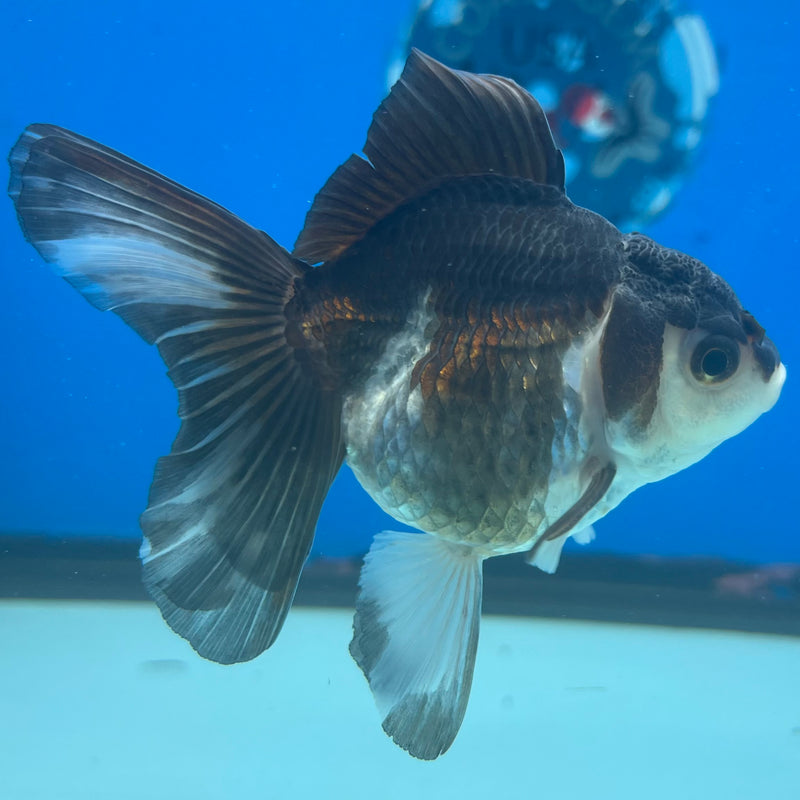Thai Oranda Panda 2.5” Body Male(CK-1424)R3B19
