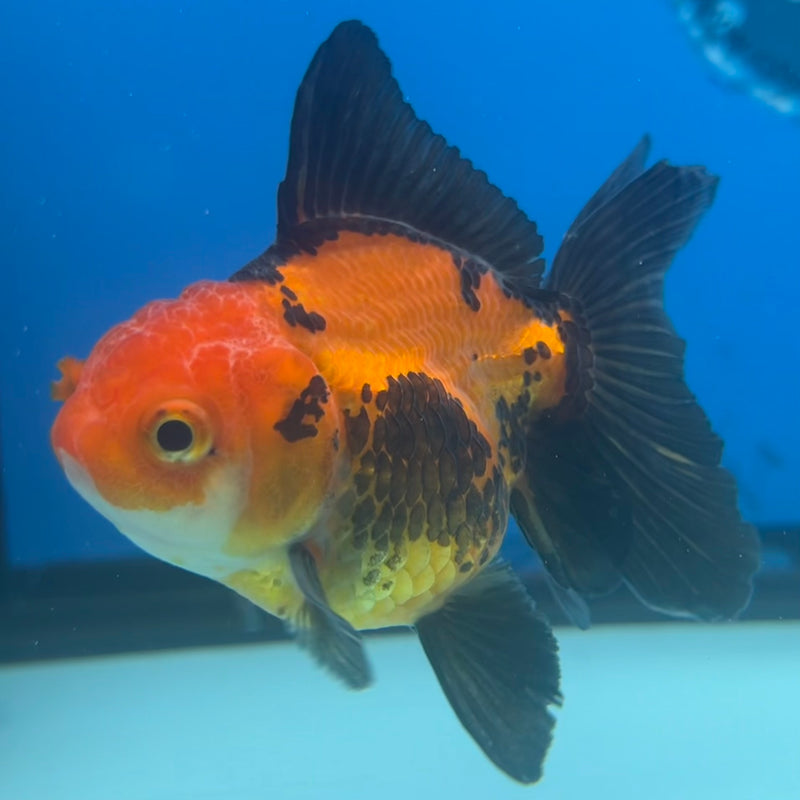Thai Oranda Apache 2.5” Body Male(CK-1430)R3B18