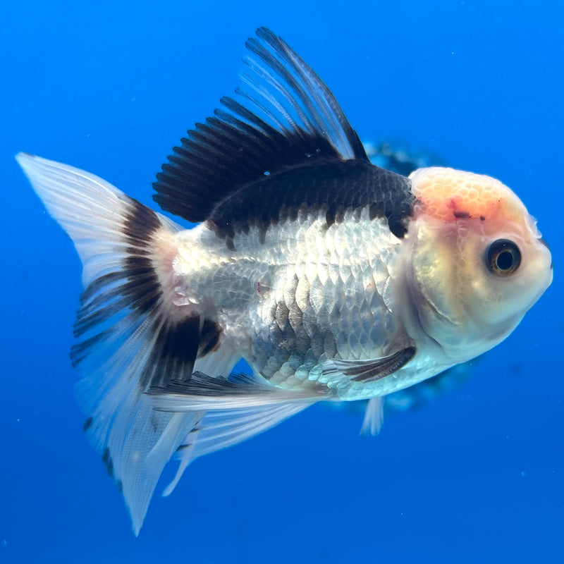 Thai Oranda Panda 2.5” Body Male(CK-1285)R3B02