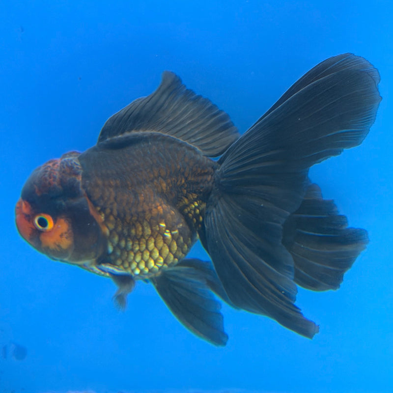Thai Oranda Apache 2.5” Male (FEB-313)R3B08