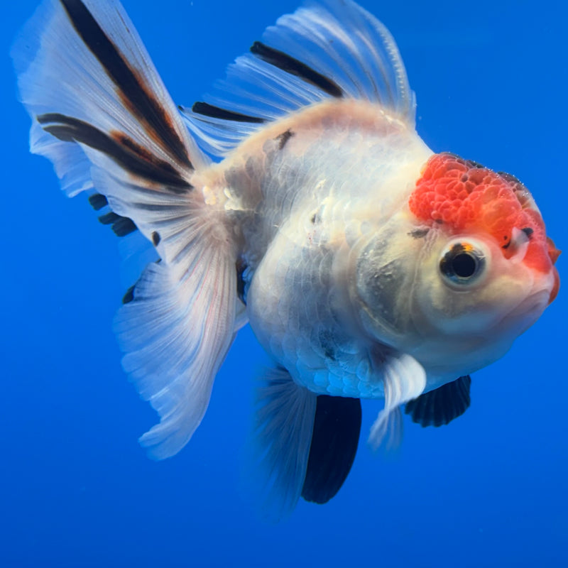 Thai Oranda Tri-Color Calico 3” Body Male(CK-718)R1A01