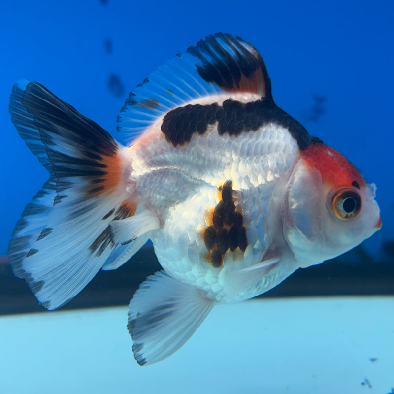Thai Oranda NOK Tri-Color 2.5” Body Female(NOK-CK-1187)R3B14