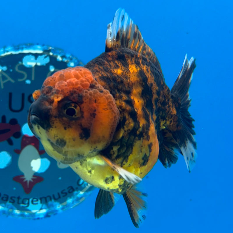 Thai Oranda Calico Tiger Yuanbao by SHOGUN 3” Body Male(CK-1169)R3A06