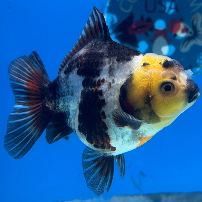 Thai Oranda Lemon Head Tri-Color 3” Body Male(CK-1024)R3B11
