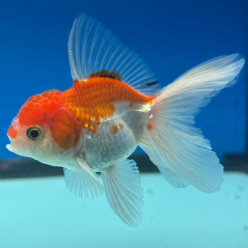 Thai Oranda Red/White 2” Body Male(CK-1278)R3B04