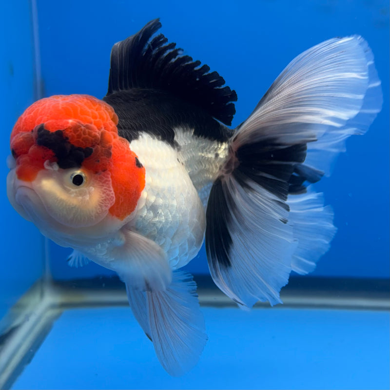 Thai Oranda Tri-Color 3.5” Body Female(CK-697)R1B07