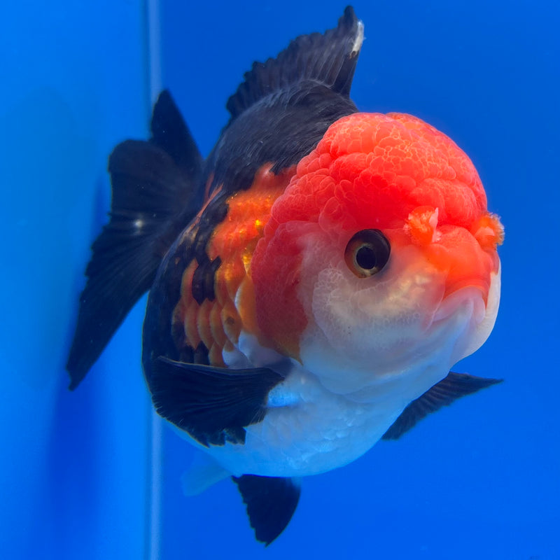 Thai Premium Oranda Yuanbao Apache 4” Body Female(CK-774)R1BlueTub4