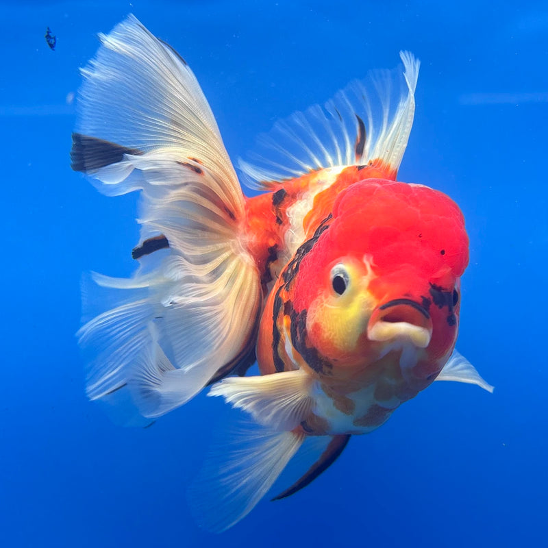 Thai Oranda JUMBO Tri-Color Calico Tiger 4” Body Female(QGF-CK-1322)BLUETUB1