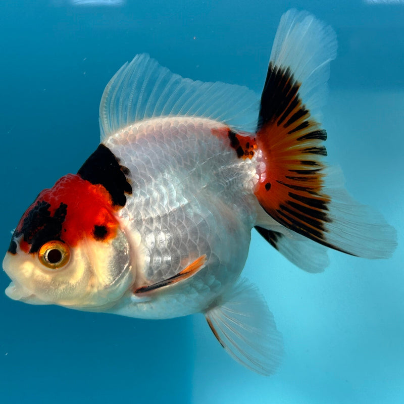 Thai Tri-Color Oranda 2.5”Body Male (JCD-088)R4B07