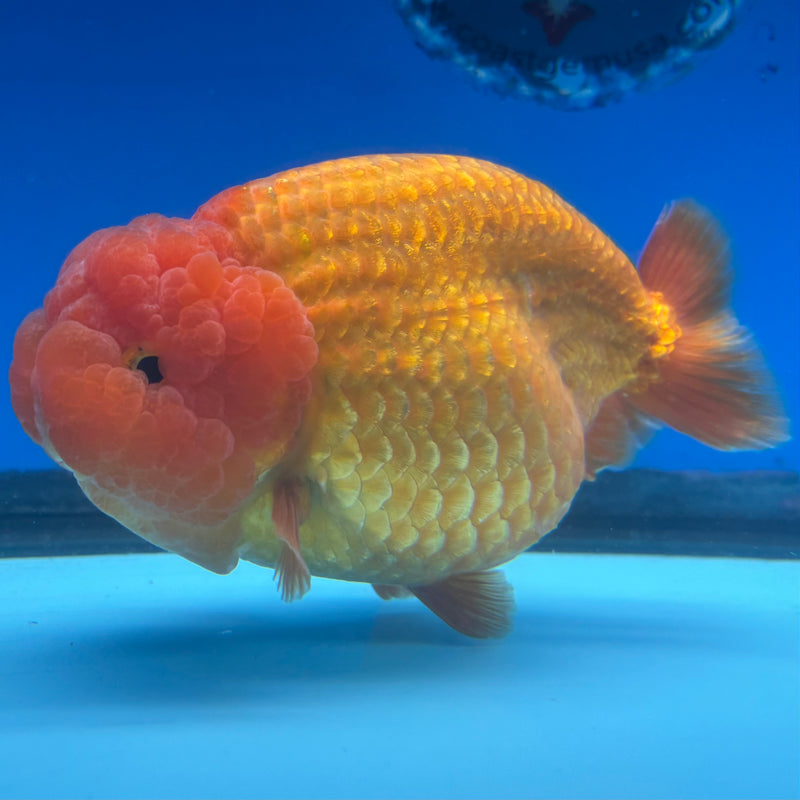 Thai Ranchu JUMBO Full Red 4.5” Body Female(CK-1316)SHOWTANK2