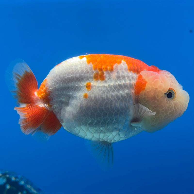 Thai Ranchu Red/White 3” Body Male(CK-991)R3B03