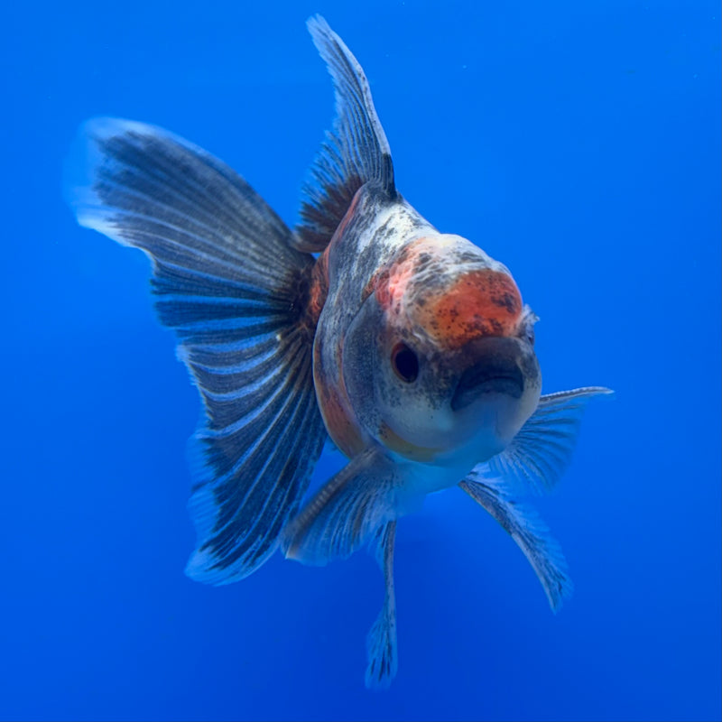 Thai Oranda SHOGUN 3” Body Male(CK-732)R1B01