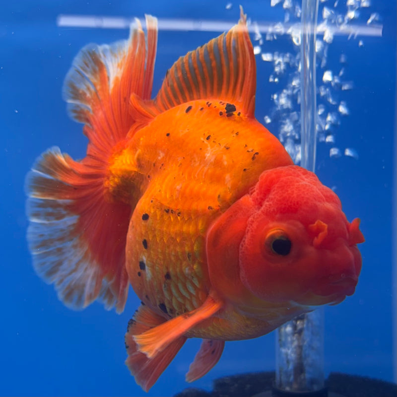 Thai Oranda JUMBO Spotted Full Red 4.5” Body Male(QGF-CK-1321)BLUETUB1