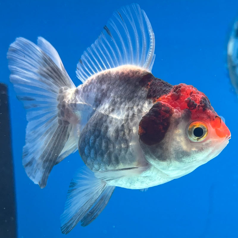 Thai Oranda Tri-Color 2.5” Body Female(CK-1023)R3B11