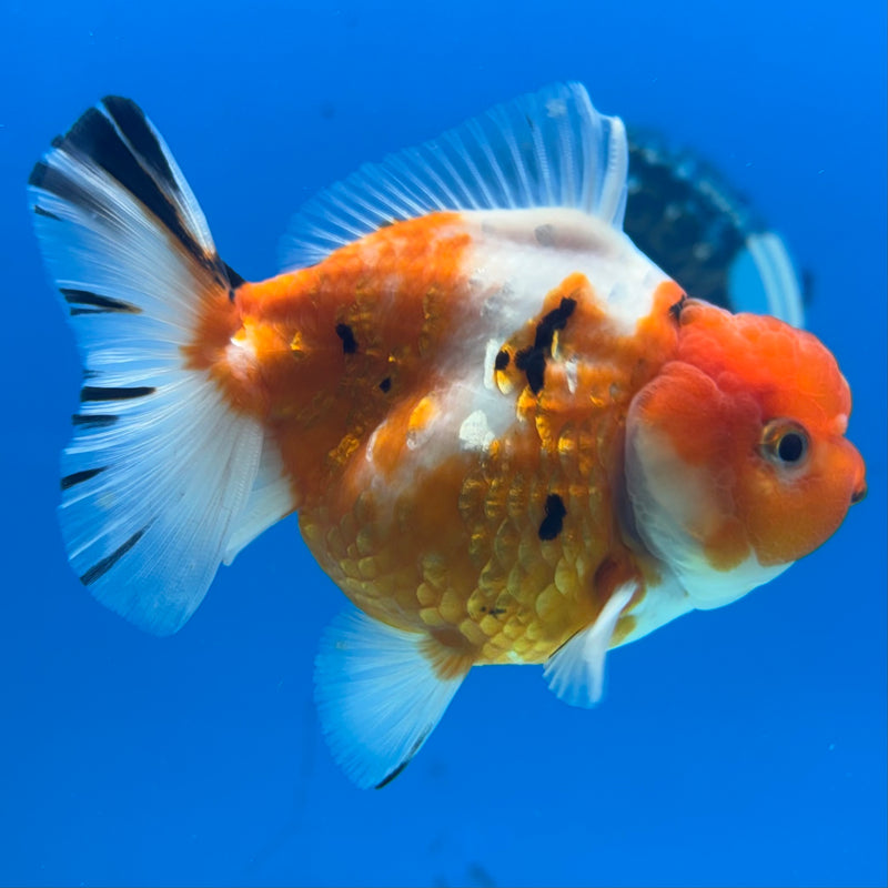 Thai Oranda Tri-Color Calico 3.5” Body Male(QGF-CK-1098)SHOWTANK