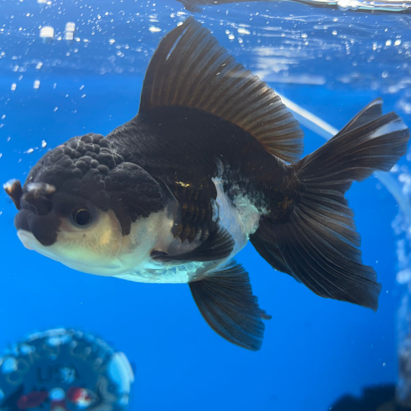 Thai Oranda Panda 3” Body Female(CK-1492)R3A05