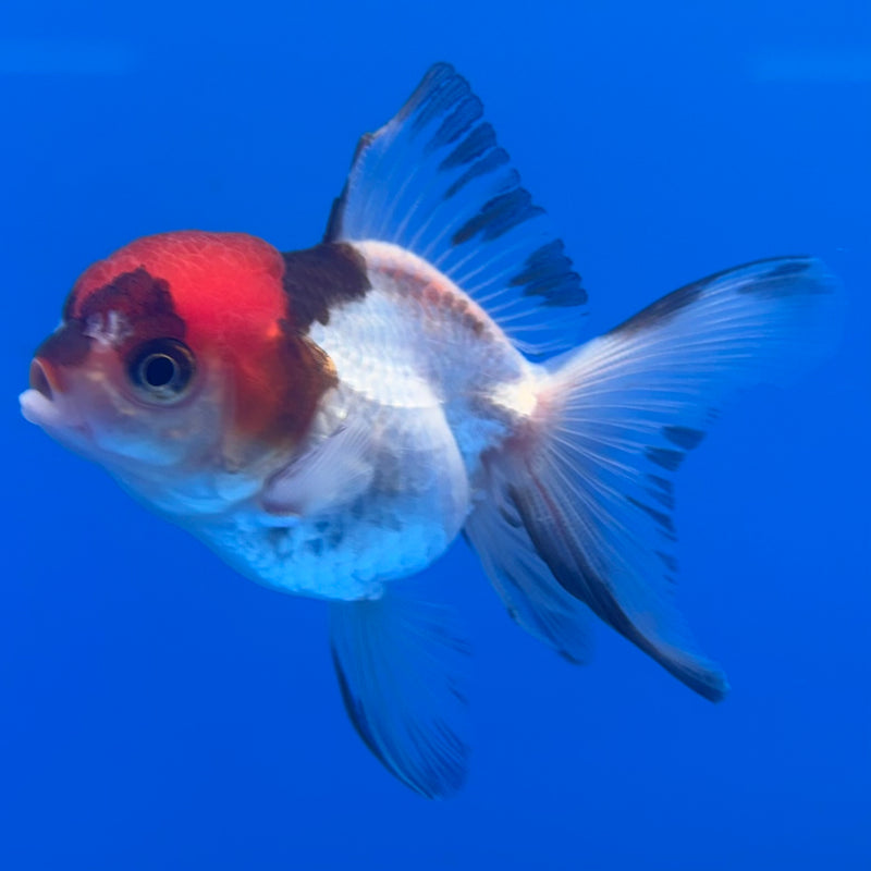 Thai Oranda Tri-Color 2” Body Female(CK-1313)R3B13