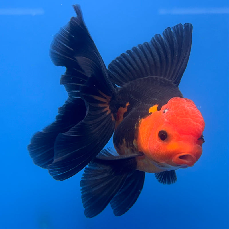 Thai Oranda Apache 3” Body Male(CK-689)R1A07
