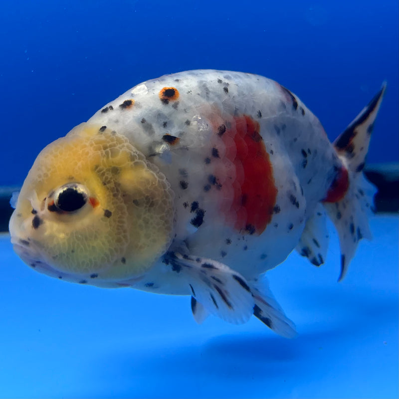 Thai Ranchu Lemon Head Tri-Color Calico 3.5” Body Male(CK-951)R2C03