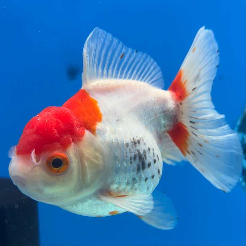 Thai Oranda Red/White 3.5” Body Female(QGF-CK-1078)SHOWTANK