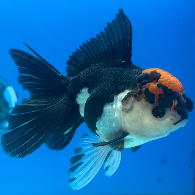 Thai Oranda Tri-Color 3.5” Body Female(CK-907)R1BLUETUB4