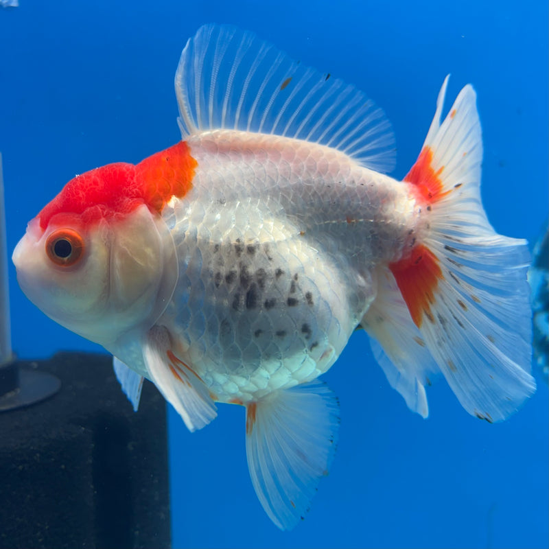 Thai Oranda Red/White 3.5” Body Female(QGF-CK-1078)SHOWTANK