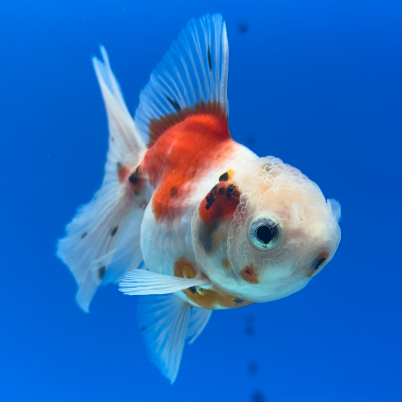 Thai Oranda Tri-Color Calico 2” Body Female(CK-1279)R3B04