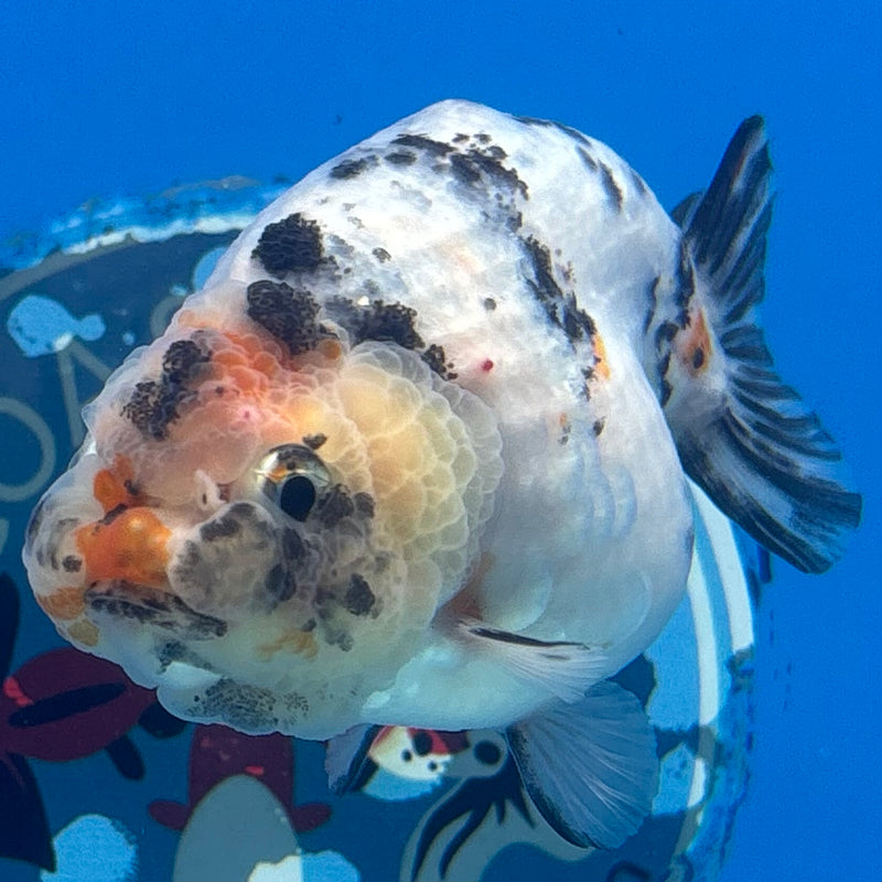 Thai Ranchu Tri-Color Calico 3.5” Body Female(CK-944)R2C03