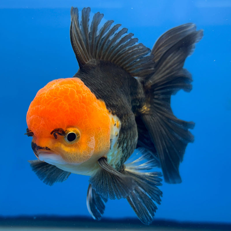 Thai Oranda Apache 2.5” Body Male(CK-673)R1B10