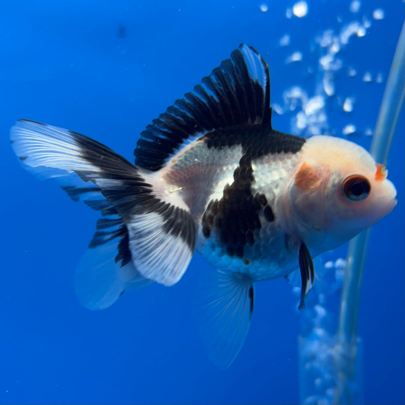 Thai Oranda Panda/Tri-Color 2” Body Female(CK-1008)R3B16