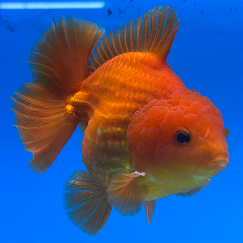 Thai Oranda Full Red 4” Body Male(CK-1445)R1BLUETUB1