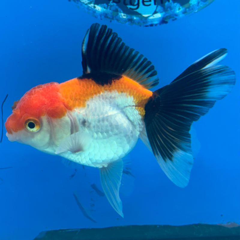 Thai Oranda Apache 2.5” Body Female(CK-1286)R3B02